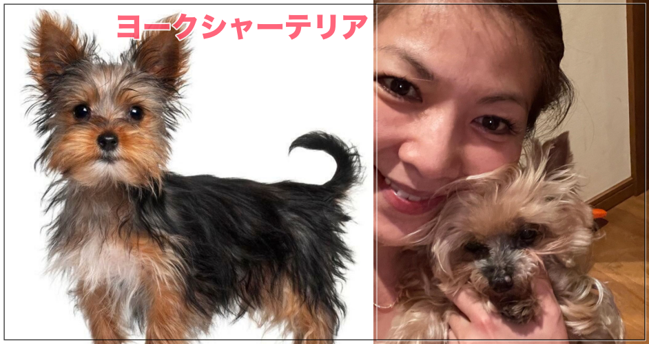 飯島直子ペット愛犬とヨークシャテリアの比較画像